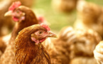 L’abattage rituel halal des volailles bientôt interdit en France, qu’en est-il ? Le vrai du faux démêlé