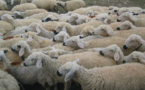 L'Aïd el-Kébir, l'occasion d'offrir le mouton aux plus démunis