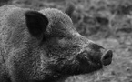 Bobigny : une boucherie halal qui vendait du porc fermée en urgence