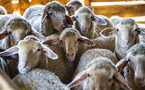 Aïd al-Adha 2025 : un abattoir temporaire installé à Béziers, une première avec le soutien de la mairie