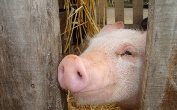 Grippe porcine : selon l'OMS, le risque de pandémie est imminent