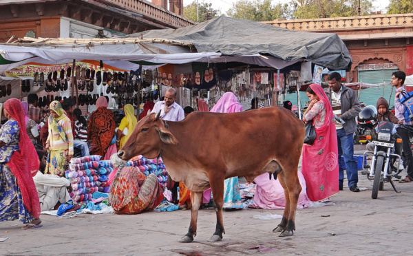 Inde : le culte des vaches à l’origine d'une dramatique montée des violences islamophobes