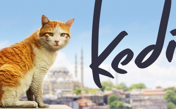 Kedi, des chats, des hommes... mais aussi de la grâce, de l’universel et de l’amour