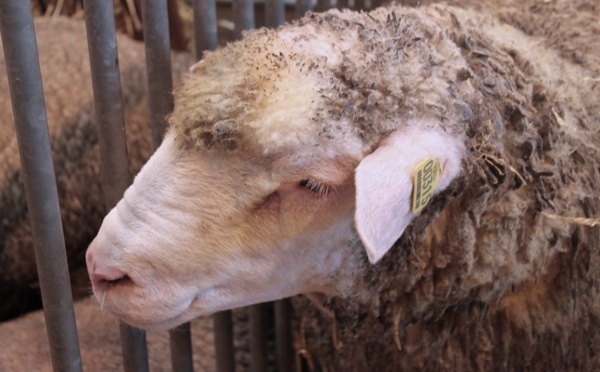 Les musulmans de France, un marché pour la filière ovine... et de futurs exploitants agricoles ?