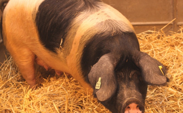 Le porc, symbole de la confrontation entre islam et christianisme