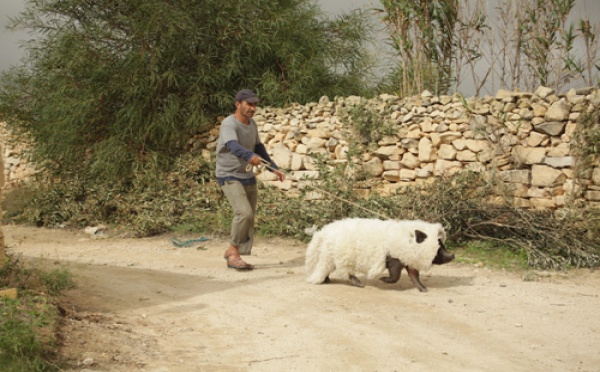 Tout est bon dans « Le Cochon de Gaza » !