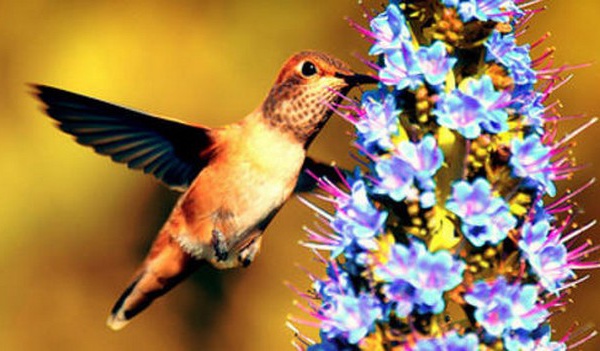 Biodiversité : la sixième extinction de masse en marche, de l'urgence de renverser la vapeur