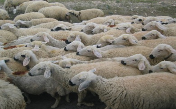 Aïd al-Adha : une circulaire pour préparer le sacrifice