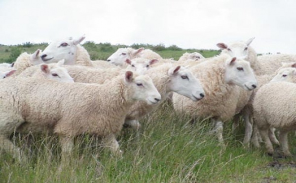 Aïd el-Kébir 2012 : virus détecté, moutons touchés, quel impact sur les prix ?