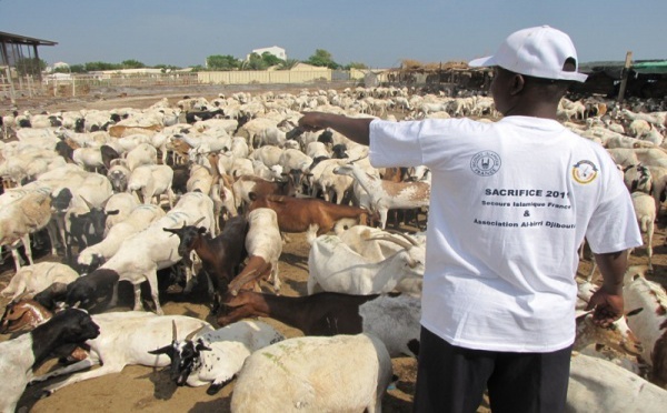 Aïd el-Kébir : le sacrifice par procuration, une pratique tendance