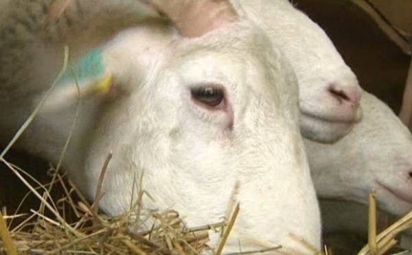 Le mouton : Pâques et l'Aïd à la rescousse d’une filière en crise