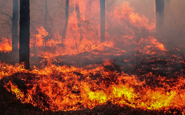 Après la Turquie et la Grèce, l'Algérie secouée par des incendies monstres