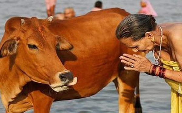 Inde : la vie des vaches plus sacrée que celle de musulmans