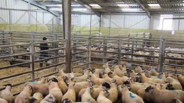 Aïd el-Kébir 2014 : une centaine d'abattoirs agréés en France