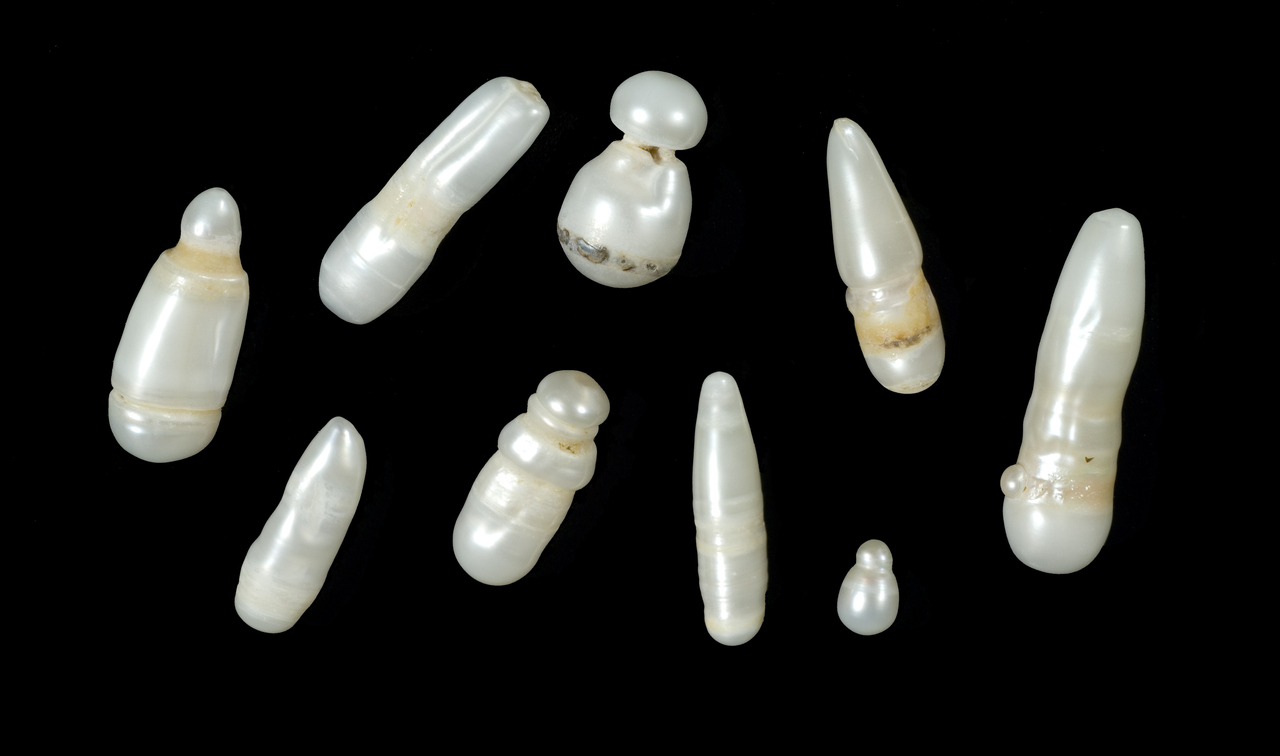 Perles allongées du Golfe